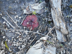 Drosera rosulata