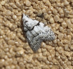 Nola pygmaeodes
