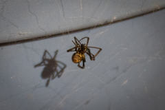 Araneae
