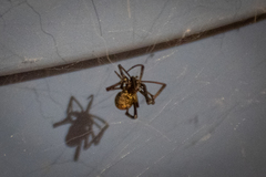 Araneae