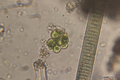 Coelastrum
