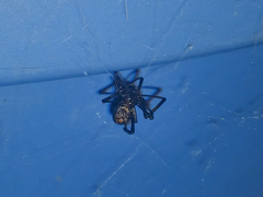 Araneae
