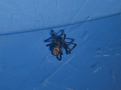 Araneae