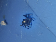 Araneae