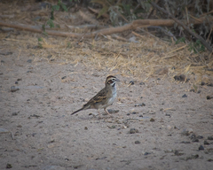 Chondestes grammacus