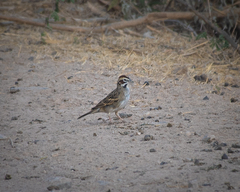 Chondestes grammacus