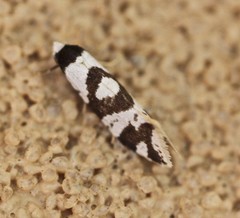 Lepidoscia dicranota