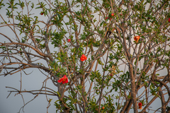 Punica granatum