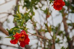 Punica granatum
