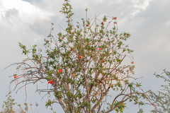 Punica granatum