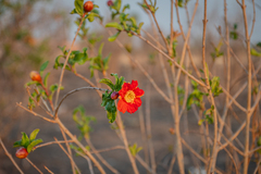 Punica granatum