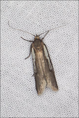 Philobota acropola