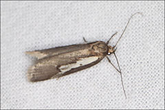 Philobota acropola