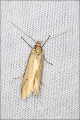 Philobota hypocausta