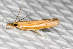 Fissicrambus intermedius