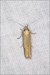 Philobota hypocausta