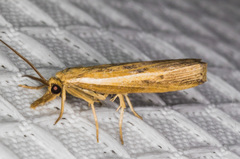 Fissicrambus intermedius