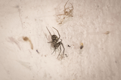 Steatoda