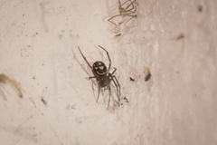 Steatoda
