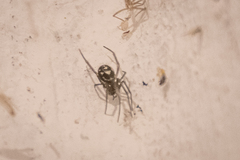 Steatoda