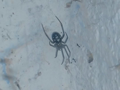 Steatoda