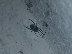 Steatoda