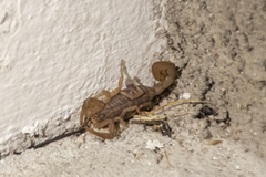 Centruroides