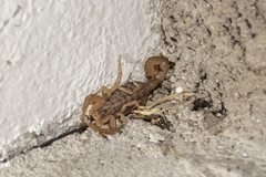 Centruroides