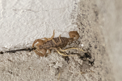 Centruroides