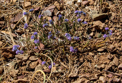 Phacelia breweri