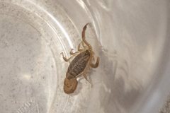 Centruroides