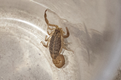 Centruroides