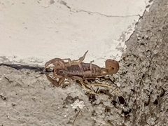 Centruroides