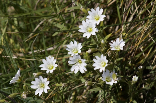 Image of Cerastium viride by (c) Arvel Hernandez, some rights reserved (CC BY-SA)