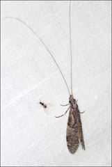 Triplectides similis