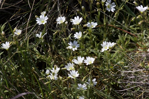 Image of Cerastium viride by (c) Arvel Hernandez, some rights reserved (CC BY-SA)