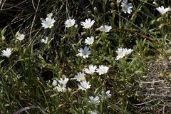 Cerastium viride