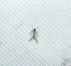 Phlebotominae