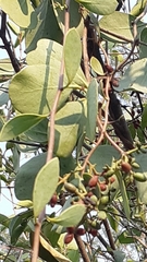 Struthanthus interruptus