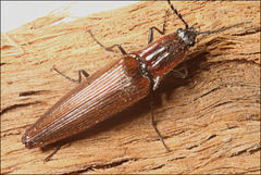 Paracrepidomenus filiformis