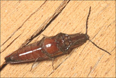 Paracrepidomenus filiformis