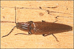 Paracrepidomenus filiformis