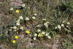 Triphysaria floribunda
