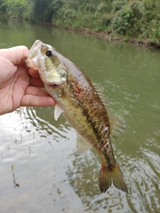 Micropterus henshalli