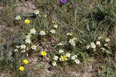 Triphysaria floribunda