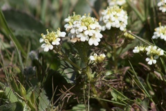 Triphysaria floribunda