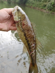 Micropterus henshalli