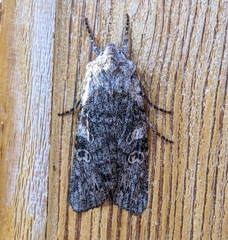 Lithophane pertorrida