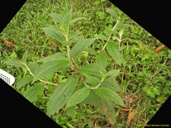 Miconia sericea