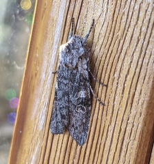 Lithophane pertorrida